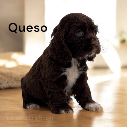 puppy, for, sale, Cockalier, Joe & Cherri  Overlease, dog, breeder, Miller, MO, dog-breeder, puppy-for-sale, forsale, nearby, find, puppyfind, locator, puppylocator, aca